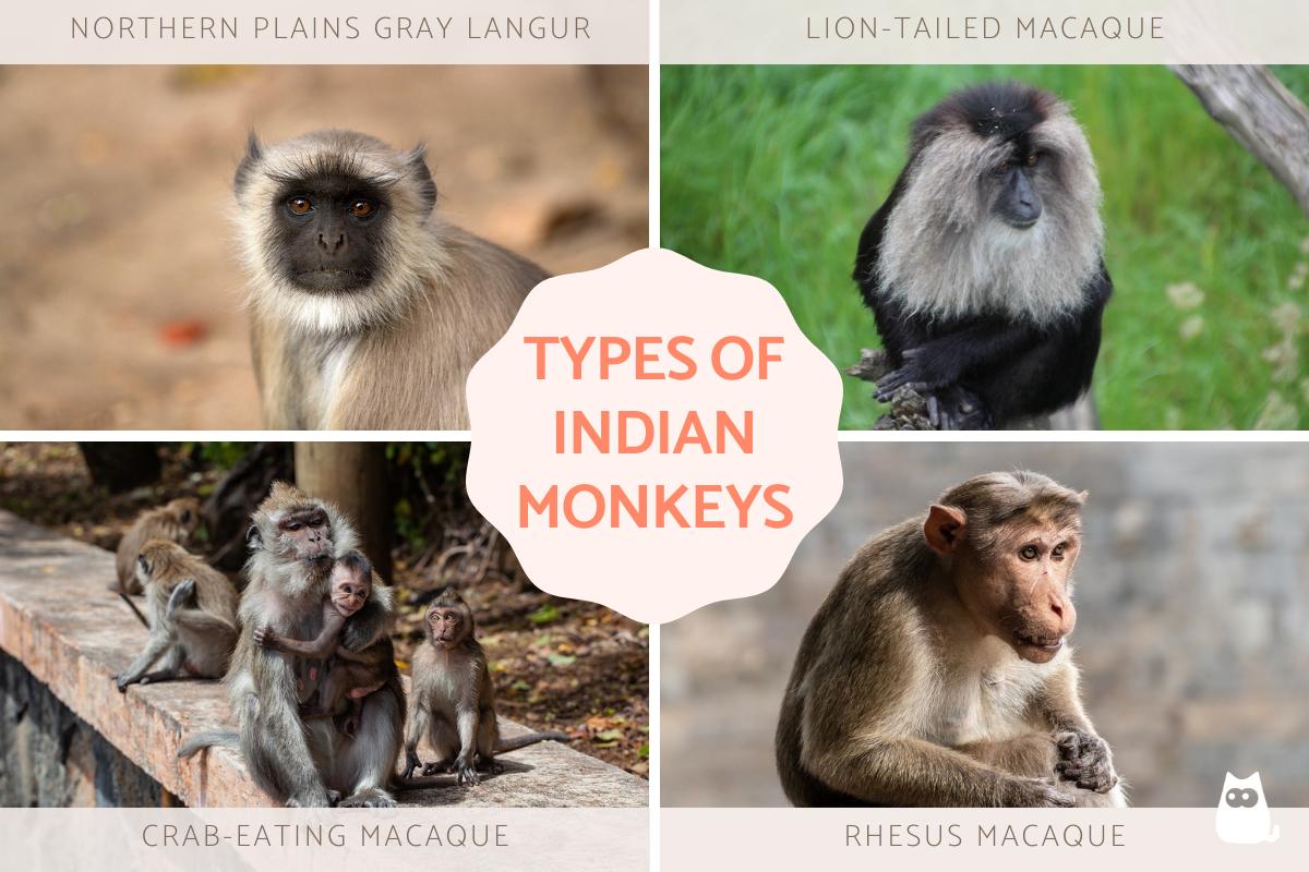 Types of Monkeys in India