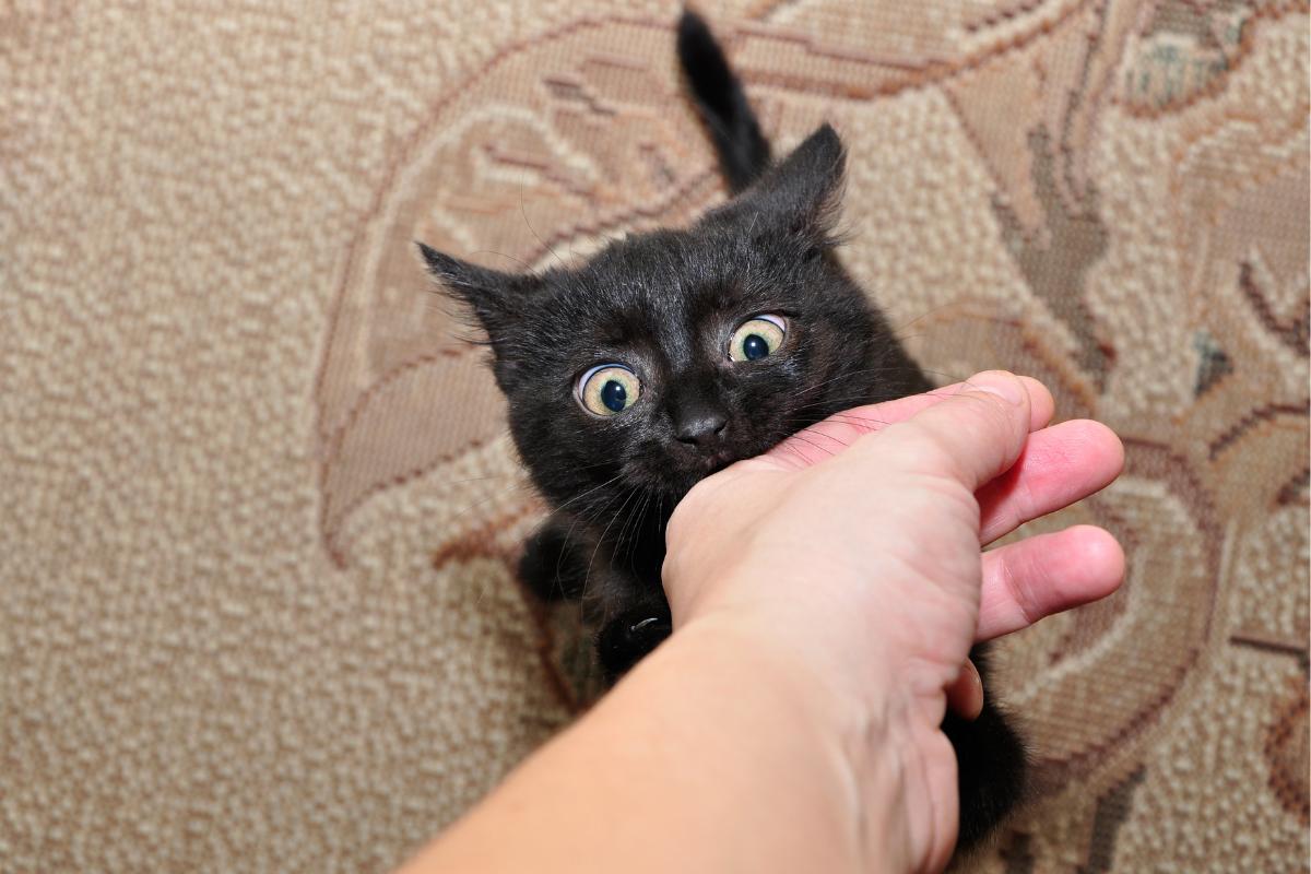 How to Discipline a Cat? Tips for Good Behavior
