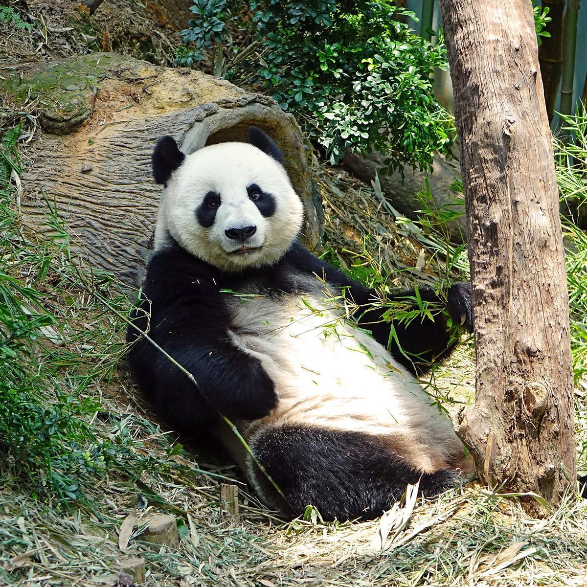 Where Do Panda Bears Live?
