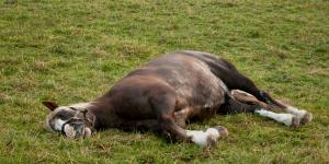 Do Horses Sleep Standing Up or Lying Down?