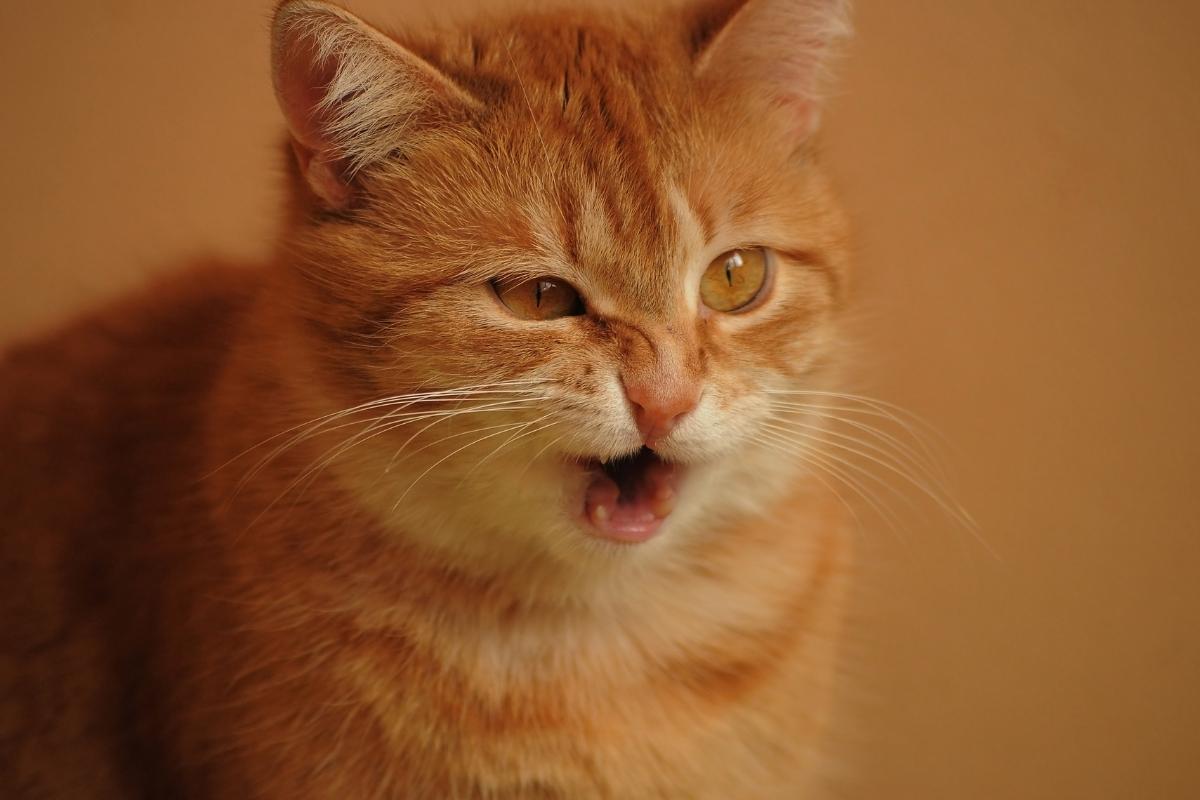 Dyspnea in Cats - Difficult Breathing