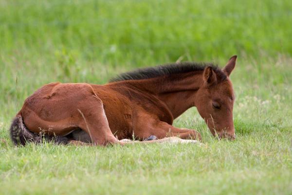 Do Horses Sleep Standing Up or Lying Down? - How do horses sleep?