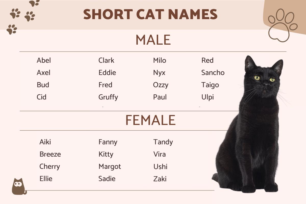 Short Names for Cats - Male & Female