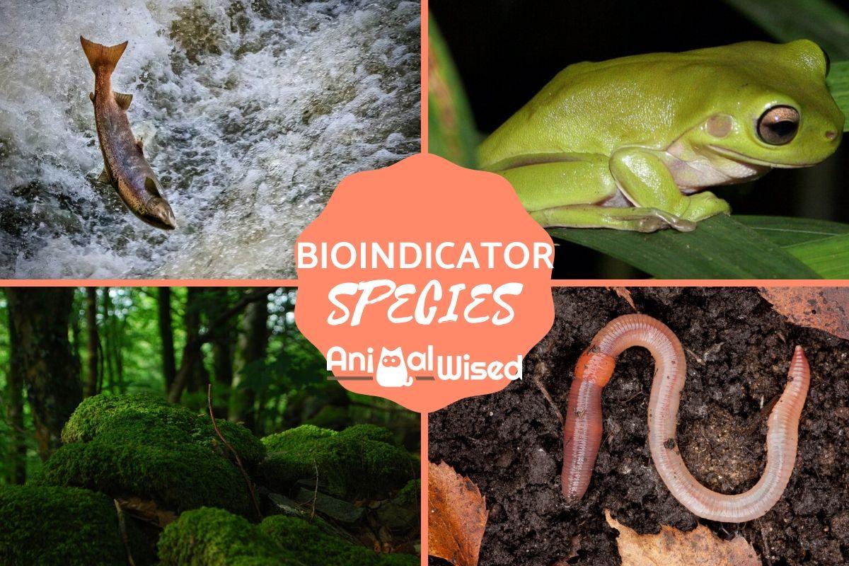 What Are Indicator Species?