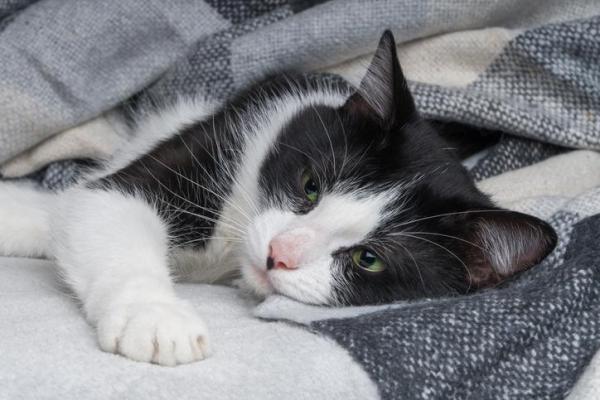 Metronidazole for Cats With Diarrhea