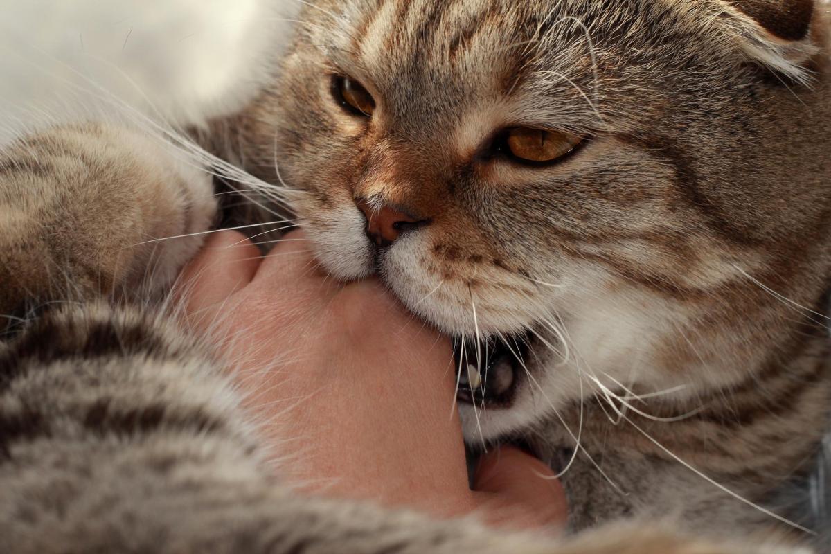 My Cat Keeps Biting My Hand