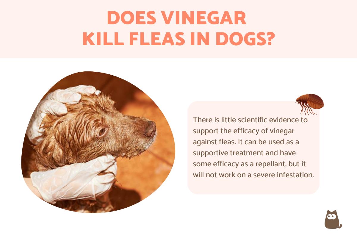 Will Vinegar Kill Fleas on Dogs?
