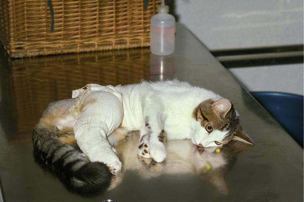 Why Your Cat’s Back Legs Are Weak - 3. Trauma