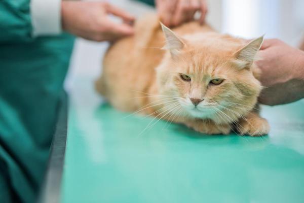 Why Your Cat’s Back Legs Are Weak - 5. Tumor