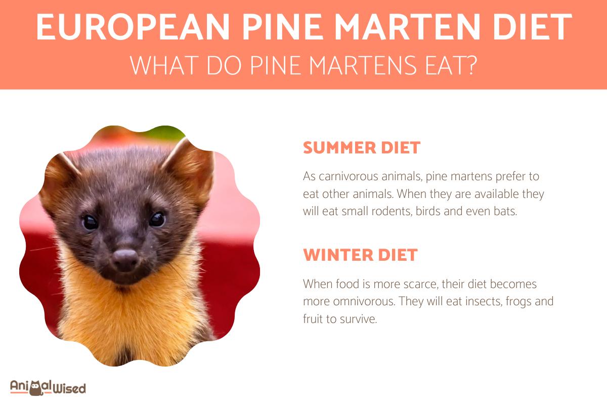 What Do Pine Martens Eat?
