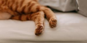 Why Your Cat’s Back Legs Are Weak
