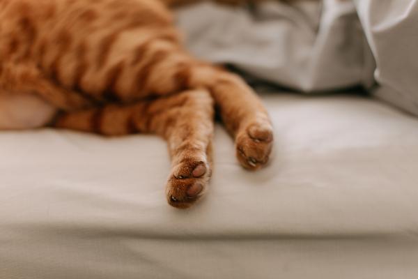Why Your Cat’s Back Legs Are Weak