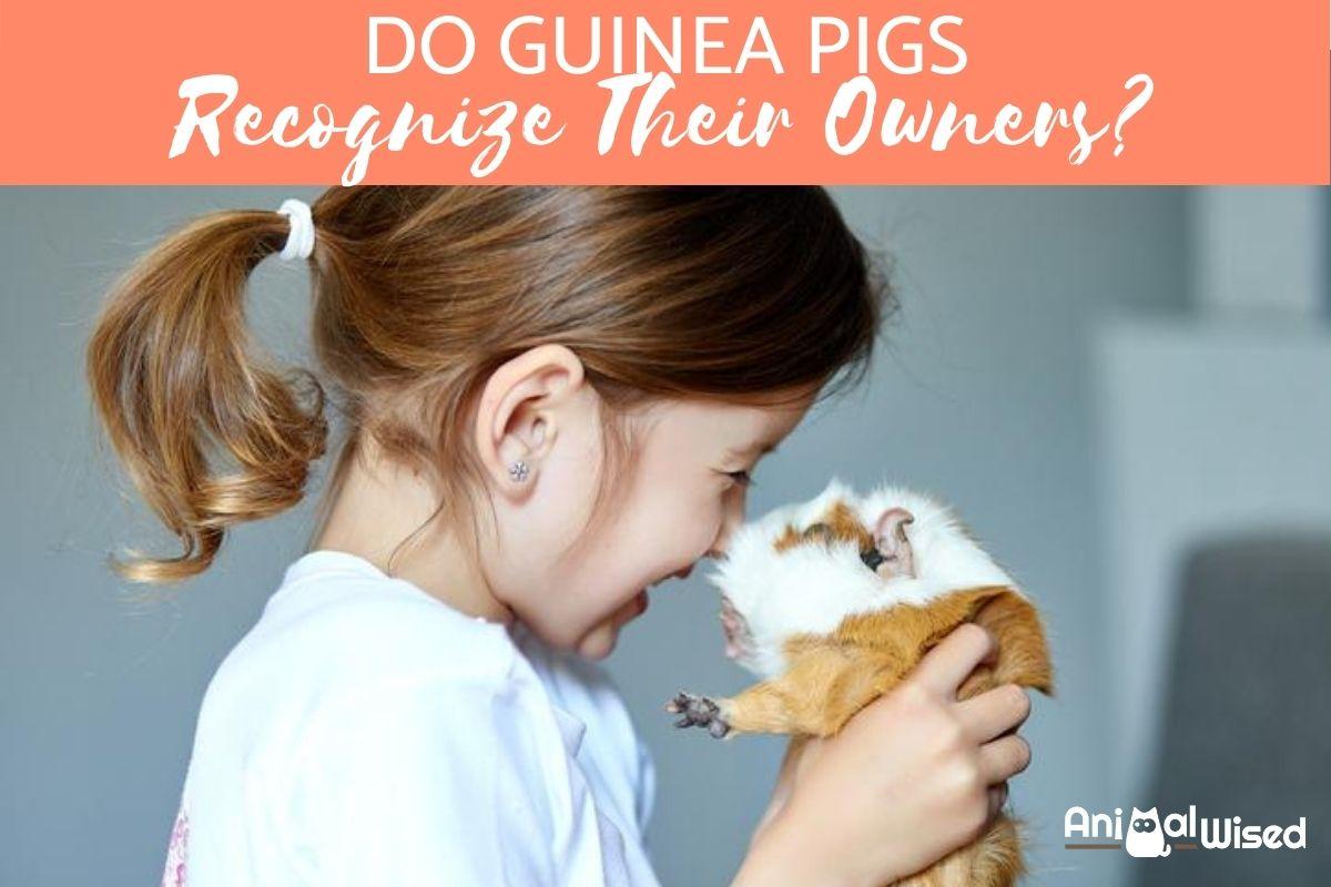 Do Guinea Pigs Recognize Their Owners?