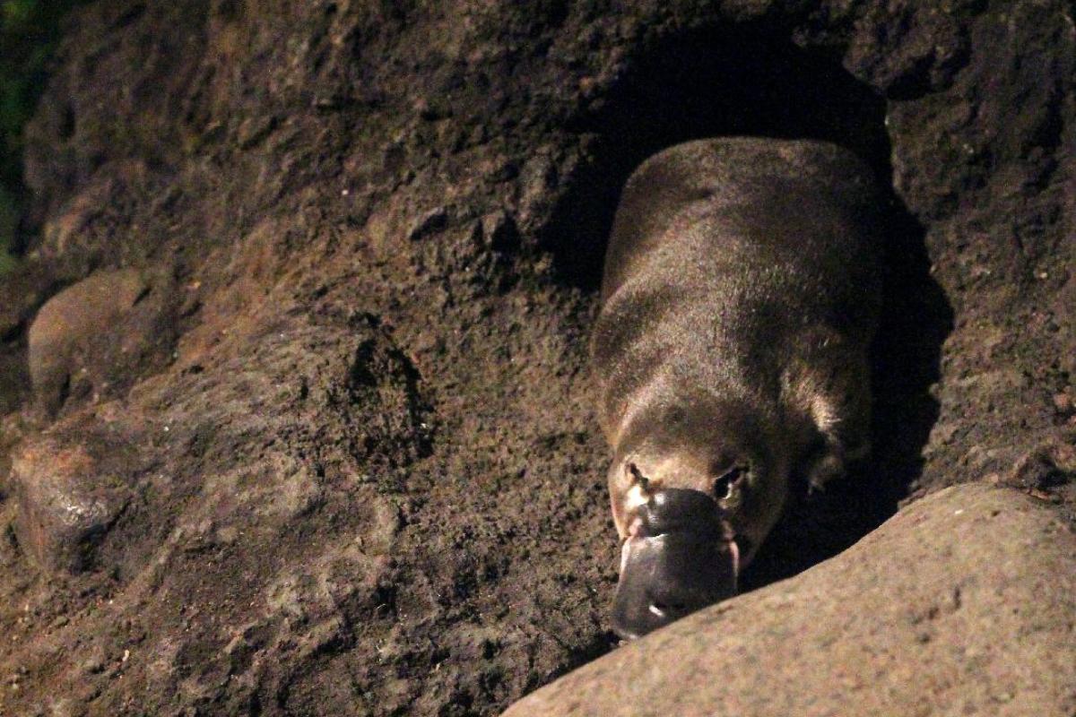 Is the Platypus a Mammal?