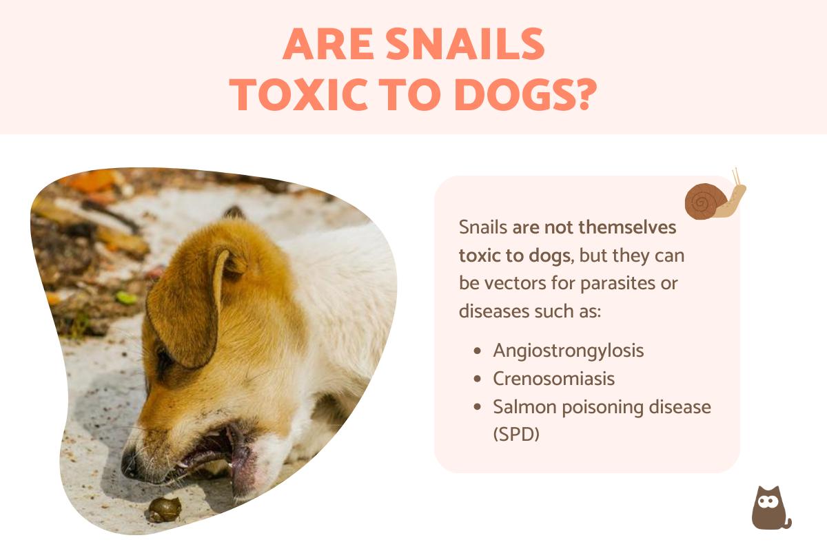 What Happens If My Dog Eats a Snail Are Snails Toxic to Dogs