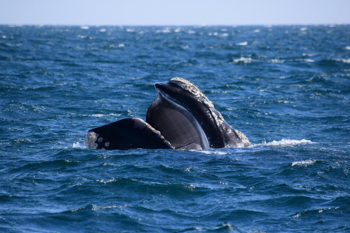 Do Whales Have Teeth?