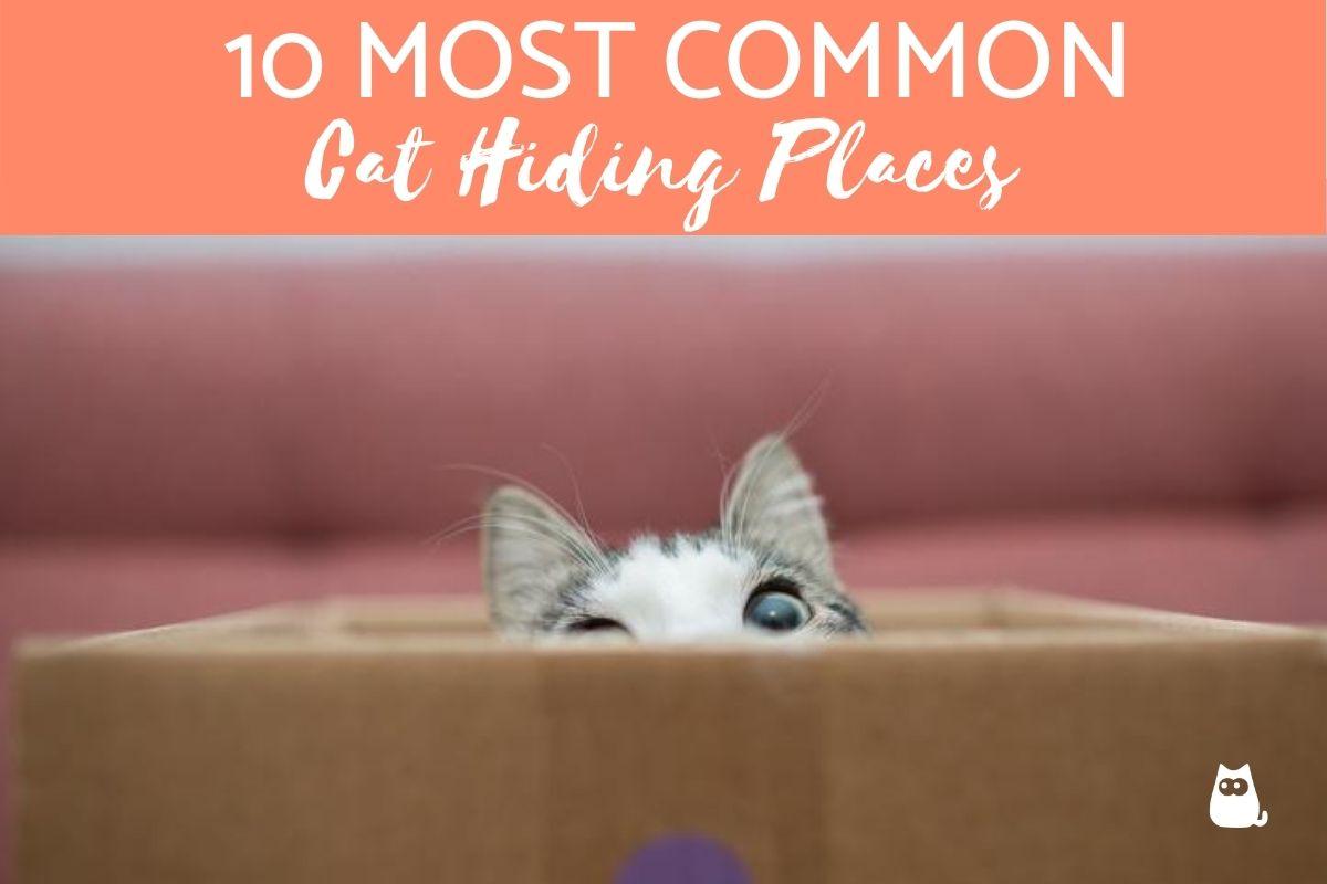 10 Most Common Cat Hiding Places