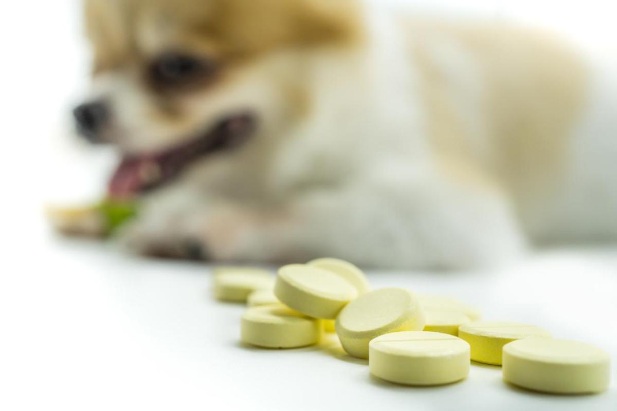 Corticosteroids for Dogs - Types, Dosage and Side Effects