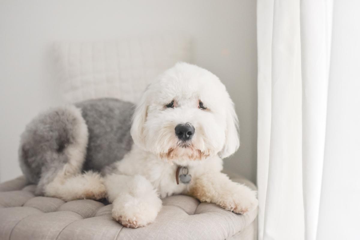 Haircuts for Old English Sheepdogs