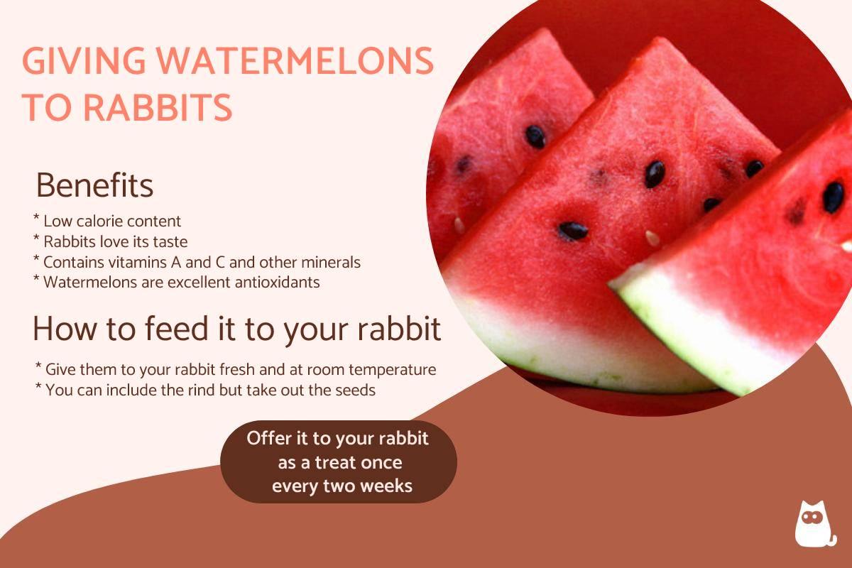Is It Safe to Give Watermelon to Rabbits?