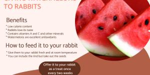 Is It Safe to Give Watermelon to Rabbits?