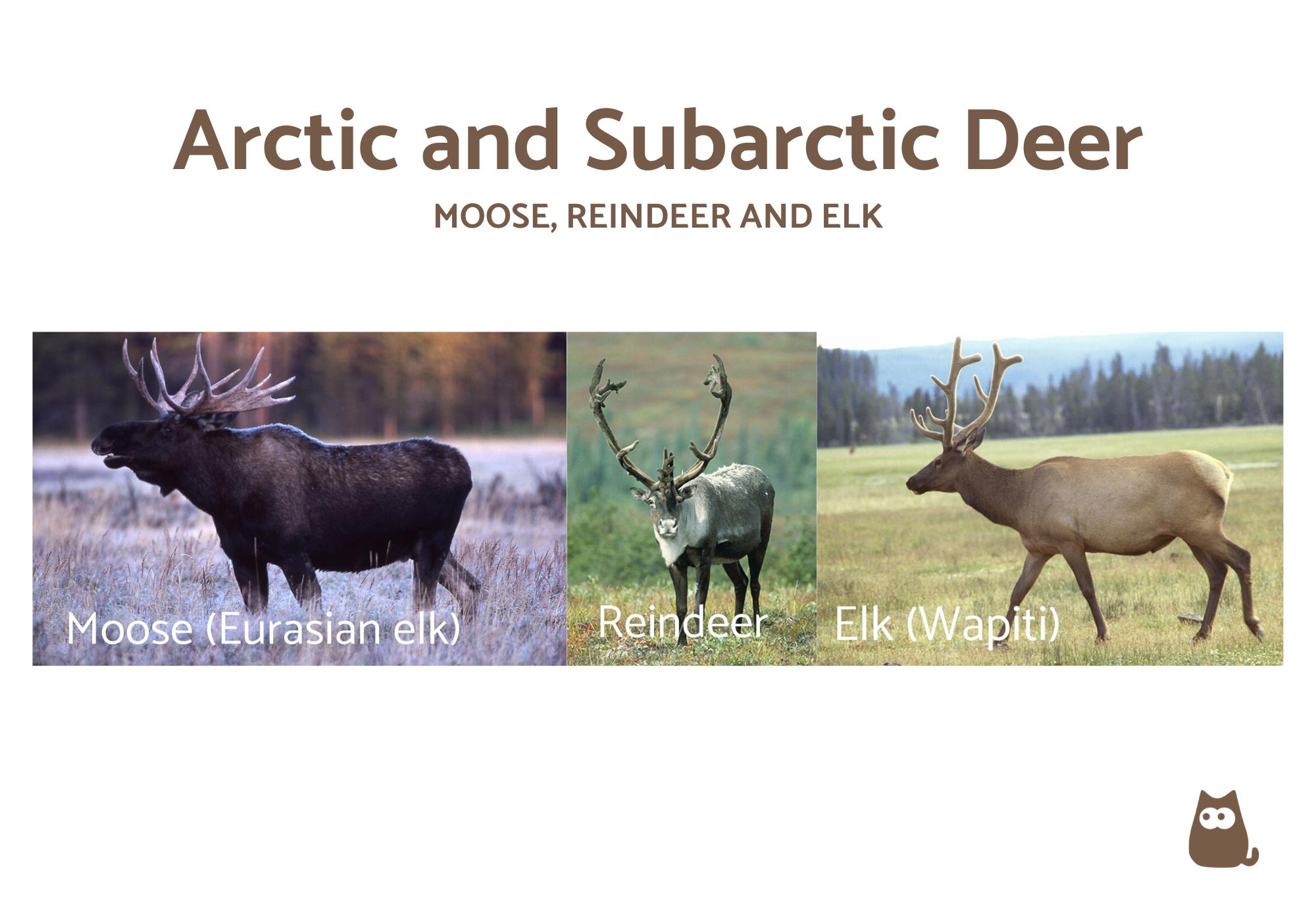 Types of Deer Around the World - With Photos!