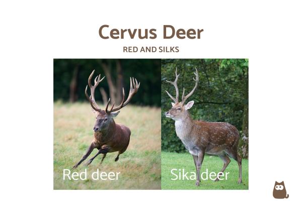 Types of Deer Around the World - Cervus: Red and sika deer