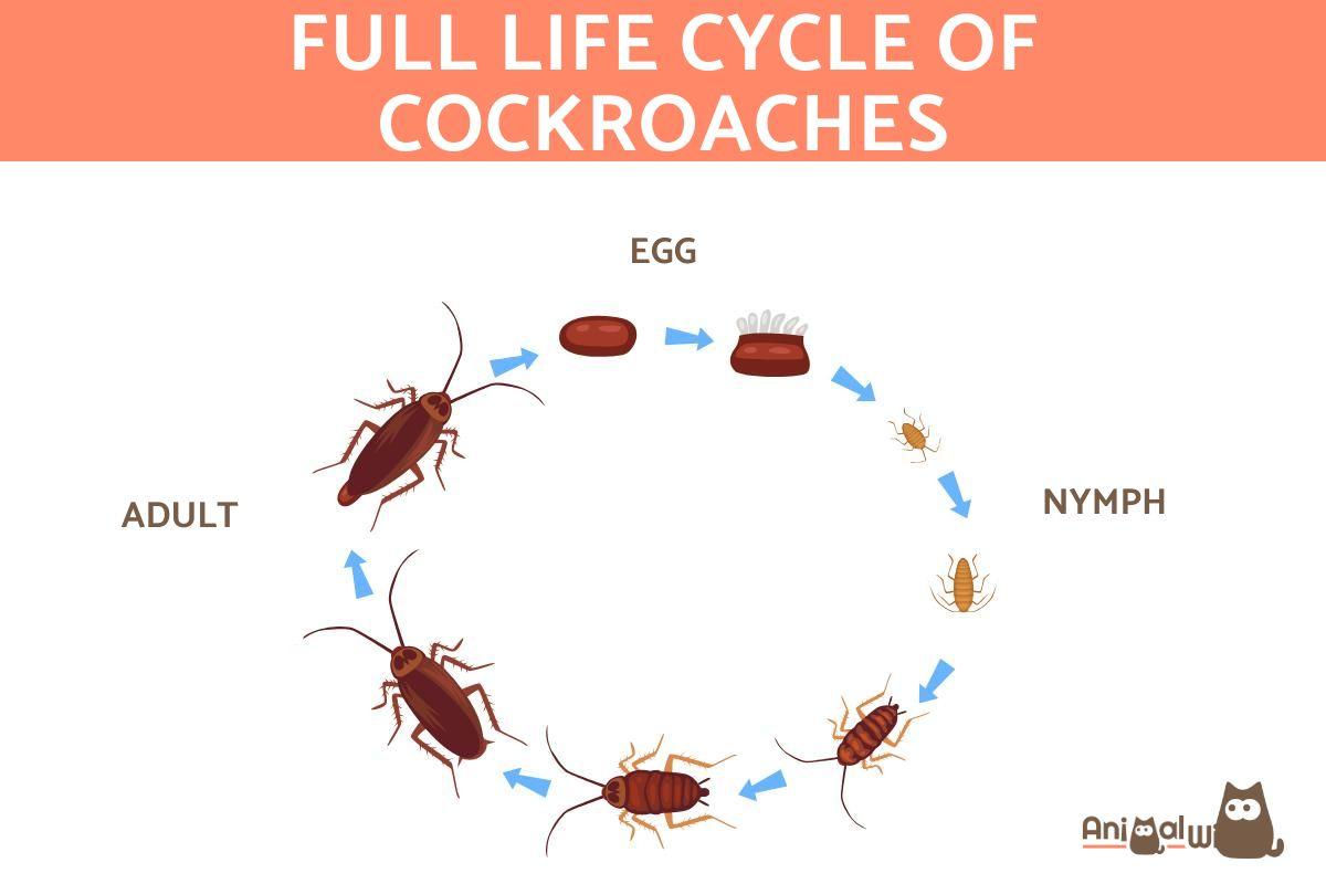 How Long Do Cockroaches Live?