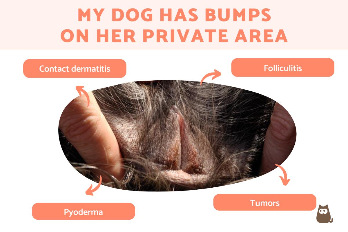 My Dog Has a Bump on Her Private Area