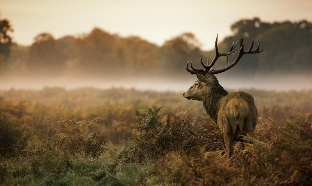 Types of Deer Around the World
