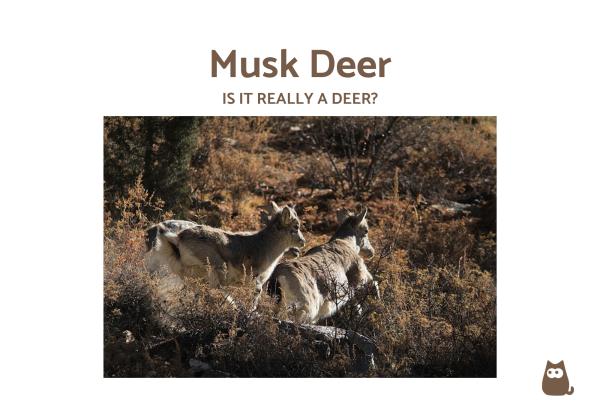 Types of Deer Around the World - What about musk deer?