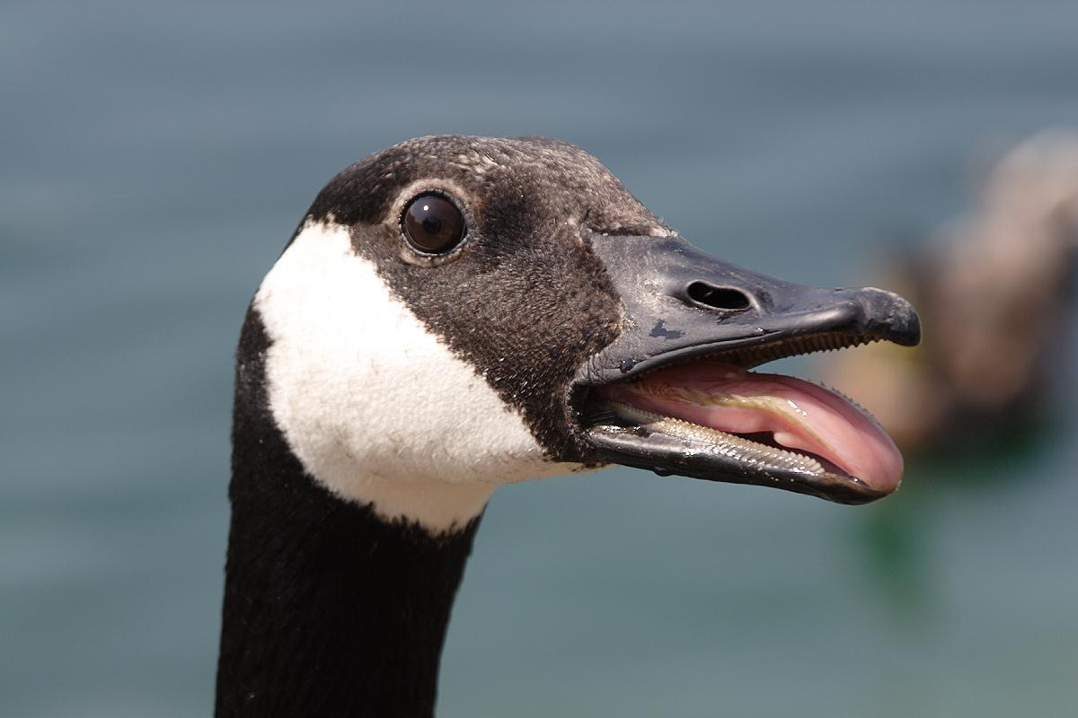 Do Canada Geese Have Teeth?