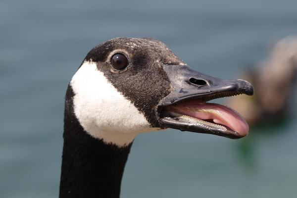 Do Canada Geese Have Teeth?