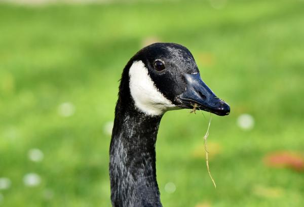 Do Canada Geese Have Teeth? - Do Canada geese have teeth on their tongues?