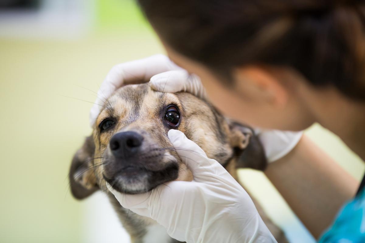 My Dog's Eyes Are Twitching - Nystagmus in Dogs