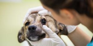 My Dog's Eyes Are Twitching - Nystagmus in Dogs