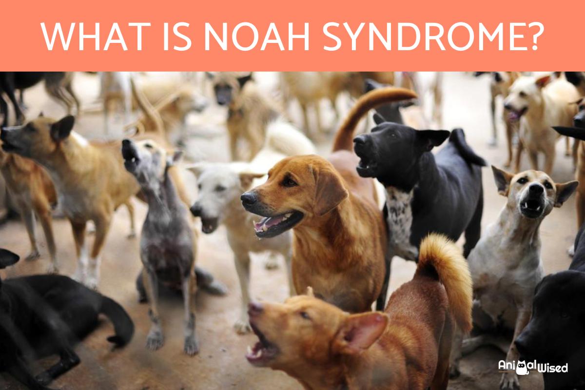 What Is Noah Syndrome?
