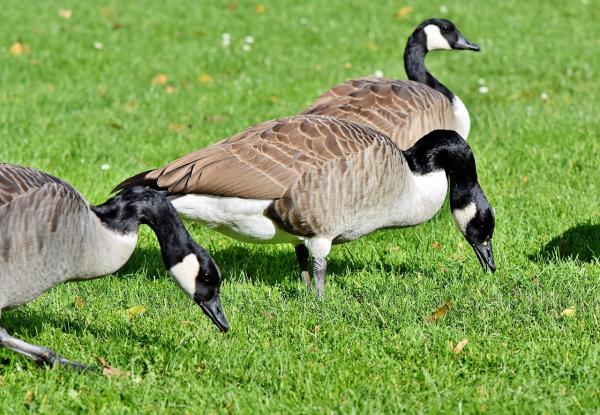 Do Canada Geese Have Teeth? - Why do Canada geese have tomia?