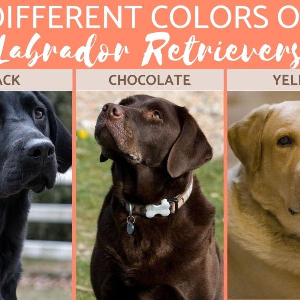 de que color era el labrador retriever original
