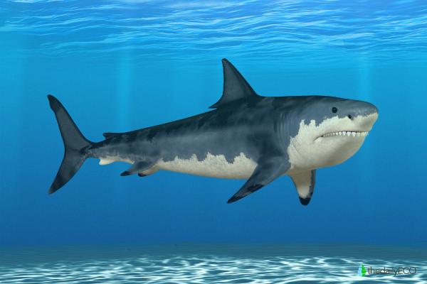 5 Extinct Prehistoric Sharks - 1. Otodus megalodon