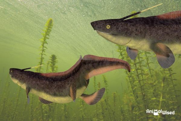 5 Extinct Prehistoric Sharks - 2. Xenacanthus