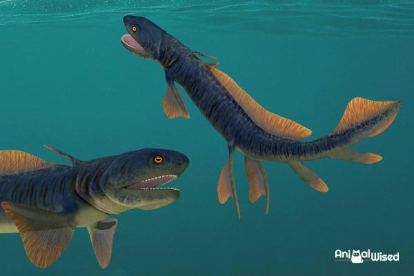 5 Extinct Prehistoric Sharks - 3. Orthacanthus