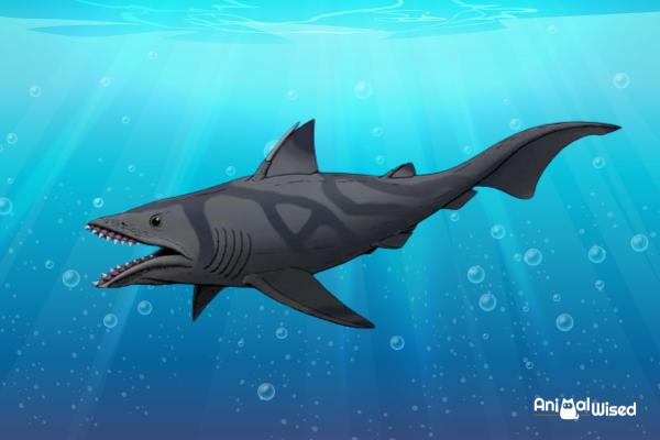 5 Extinct Prehistoric Sharks - 4. Elegestolepis
