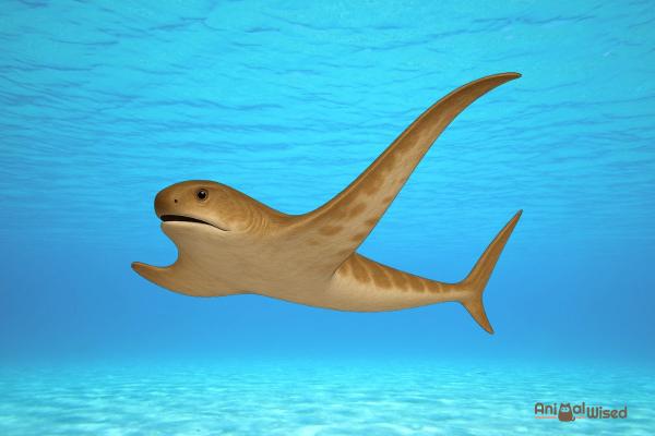 5 Extinct Prehistoric Sharks - 5. Aquilolamna milarcae