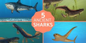 5 Extinct Prehistoric Sharks