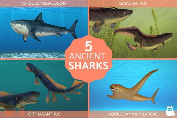 5 Extinct Prehistoric Sharks