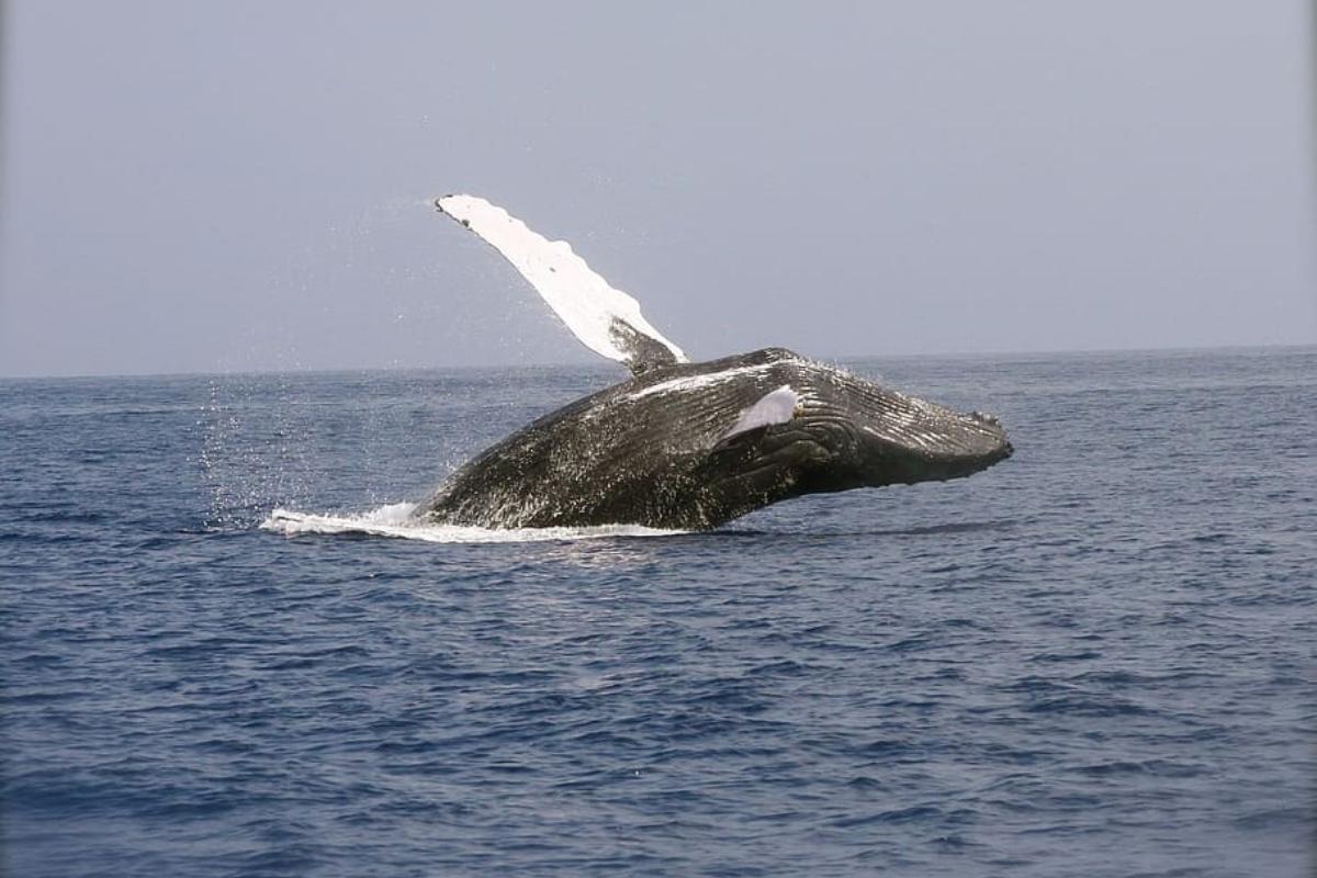 Are Whales Mammals or Fish?