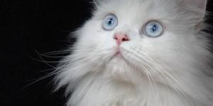 Caring for a Persian Cat's Coat
