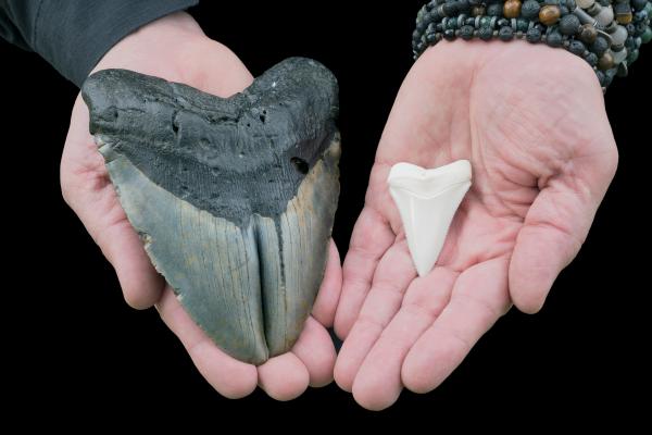 5 Extinct Prehistoric Sharks - How do we know about prehistoric sharks?
