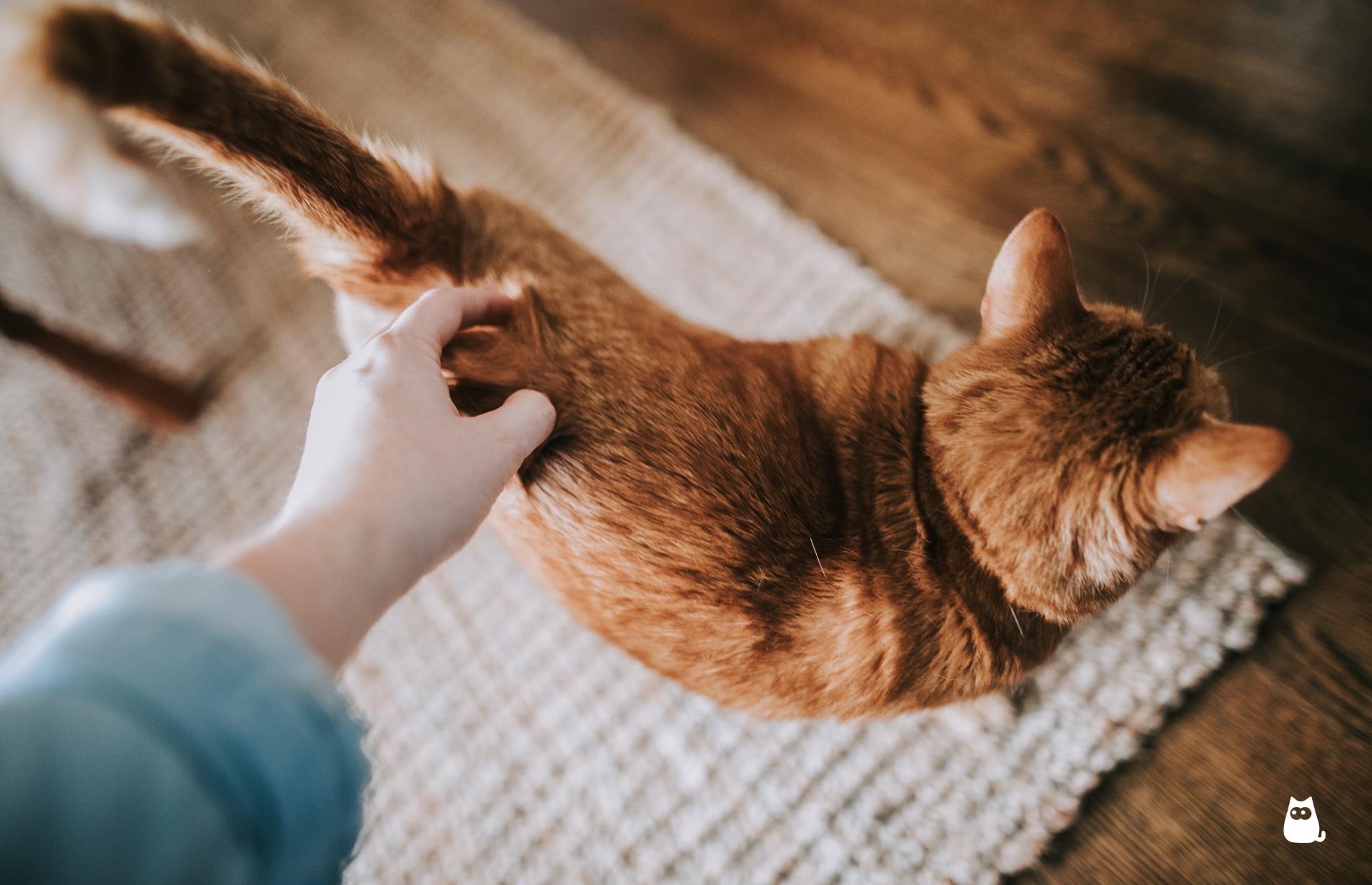How to Tell if a Cat's Tail Is Broken and What to Do - Symptoms and ...